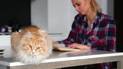 Ginger cat is lying on the white table. Girl is reading a book in the background Stock Footage 62021007