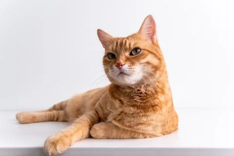 Ginger cat lying on white table and looking in camera peacefully. Cute cat wi Stock Photos