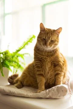 Ginger cat lying on window sill at home in the morning. Pet enjoying sun sl.. Stock Photos