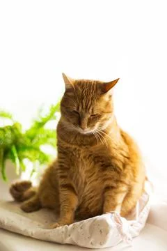 Ginger cat lying on window sill at home in the morning. Pet enjoying sun sl.. Stock Photos