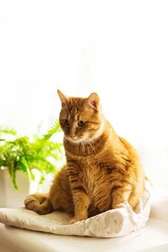 Ginger cat lying on window sill at home in the morning. Pet enjoying sun sl.. Stock Photos