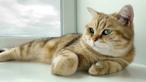 Ginger cat lying on windowsill and looking up. Stock Footage 196884154