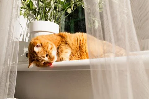 Ginger cat lying on windowsill, chasing a red laser dot with intense focus Stock Photos