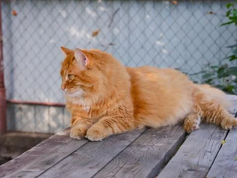 A ginger cat lying on a wooden surface outdoors and looking away to the side. Foto stock