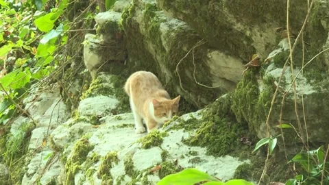 Ginger cat makes his way through rocks covered with moss, close-up Video stock 171886963