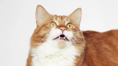 Ginger cat meows on a white background Stock Footage 104975278