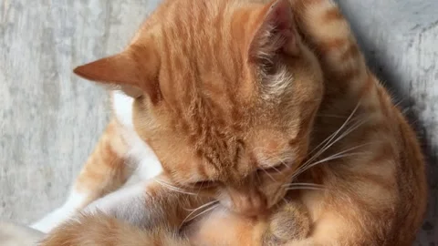 A ginger cat meticulously self-grooming, cleaning its fur and intimate areas Stock Footage 312586567