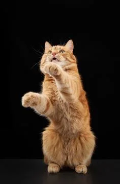 Ginger cat mid-pose with lifted paw and curious look Stock Photos