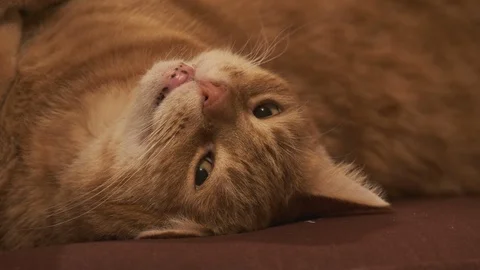 Ginger cat moving eyes 스톡 동영상 100055370