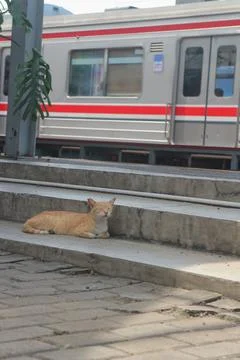 Ginger Cat Napping by Passing Train Stock Photos