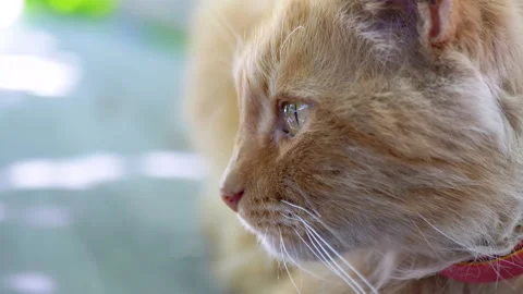 Ginger Cat in Nature Video stock 293194301