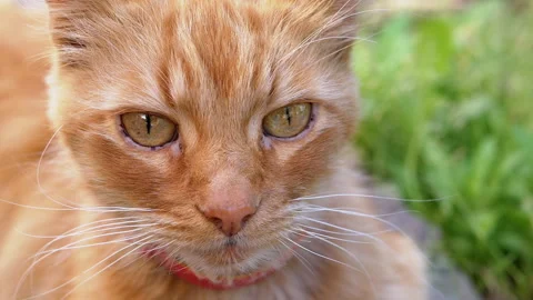 Ginger Cat in Nature Stock Footage 293201078