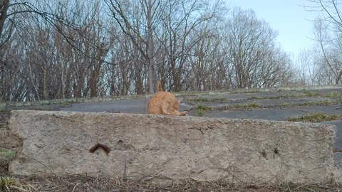A ginger cat in nature Stock Footage 331467481
