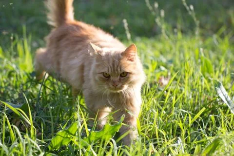 Ginger cat in nature Stock Photos