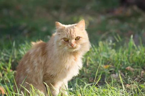 Ginger cat in nature Stock Photos