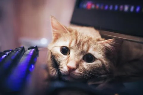 Ginger Cat near the Computer Keyboard Stock Photos