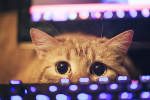 Ginger Cat near the Computer Keyboard Foto stock
