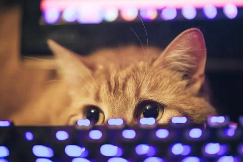 Ginger Cat near the Computer Keyboard Foto stock