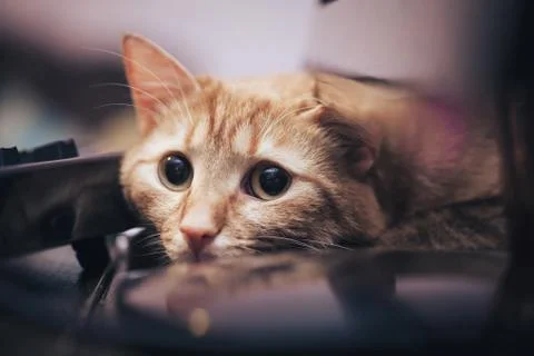Ginger Cat near the Computer Keyboard Stock Photos