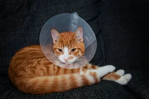 Ginger cat in neck cone 스톡 사진