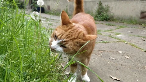 Ginger cat nibbling on grass Stock Footage 108214186