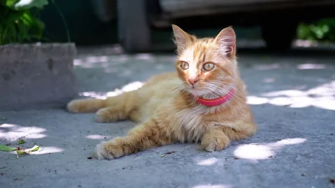 Ginger Cat Observing Stock Footage 293206589