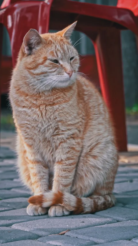 Ginger Cat Observing the Garden Stock Footage 276684567