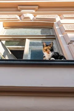 Ginger Cat on Old House Window Stock Photos