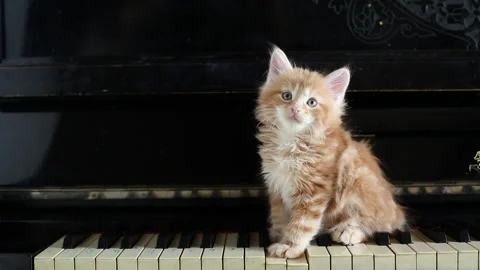 Ginger Cat on old piano keys Video stock 238754532