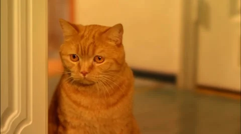 Ginger cat opens mouth Stock Footage 7903984