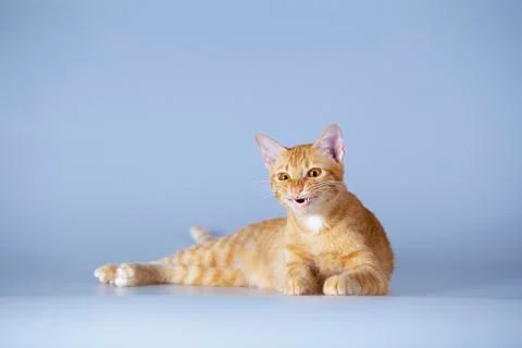 Ginger cat or orange cat lying over gray background. Foto stock