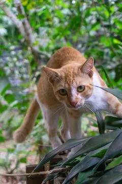 Ginger cat with orange and white fur in the garden Stock Photos