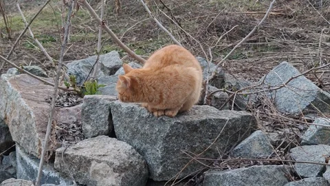 Ginger cat out for a walk 스톡 동영상 331470033