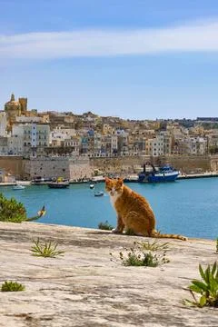 Ginger cat overlooking Malta harbor and historic Mediterranean cityscape Stock Photos