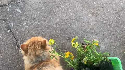 Ginger cat, Pansy flowers in a container for seedlings. 4K horizontal video Stock Footage 154474974