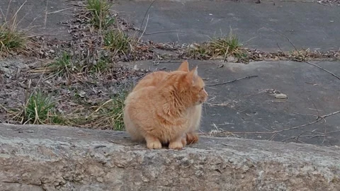 A ginger cat in the park 動画素材 331469602