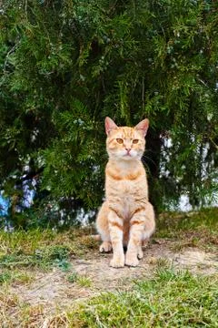 Ginger cat in the park Stock Photos