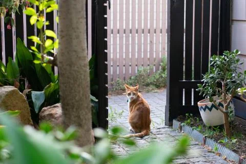 Ginger cat on patio Stock Photos