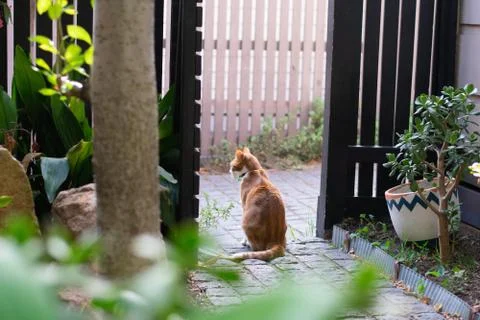 Ginger cat on patio Stock Photos