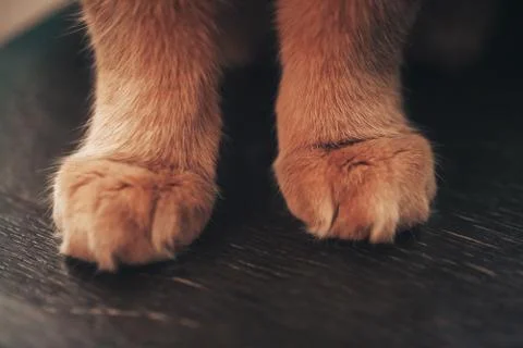 Ginger Cat Paws Stock Photos