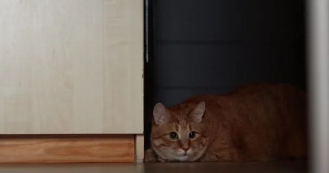 Ginger cat peeking out from behind a wooden cabinet, curious and playful Stock Footage 339066423