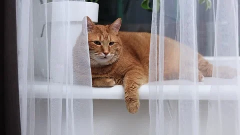 Ginger cat peeking through sheer white curtains on a windowsill Stock Footage 338433886