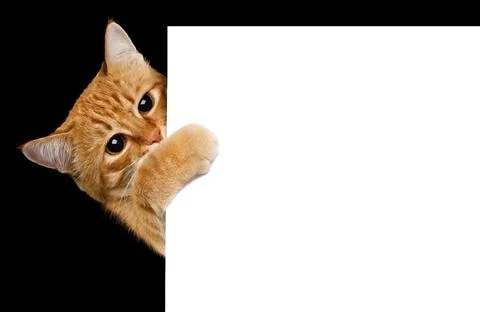 Ginger cat peeks out from behind the background. Isolated on black background Fotos de archivo