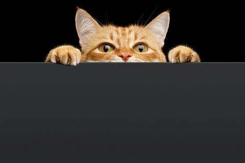 Ginger cat peeks out from behind the background. Isolated on black background Stock Photos