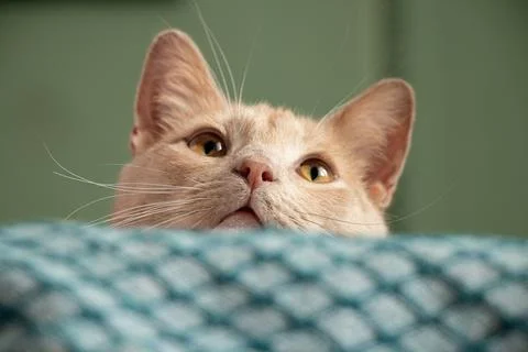 A ginger cat peeks over the edge of a sofa. Close-up. The theme is domestic c Stock-Fotos