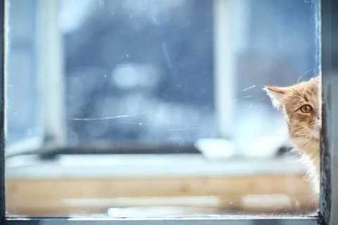 Ginger cat peering out the window Stock Photos