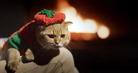 A ginger cat in pet clothes lies on the owner's lap. In the background a fire Stock Footage 250180812