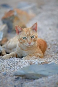 Ginger cat Stock Photos