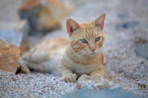 Ginger cat Stock Photos