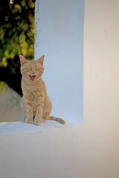 Ginger cat Stock Photos